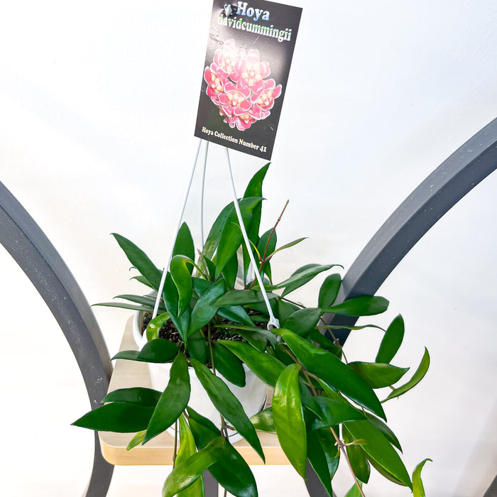 Hoya Davidcummingii | The Plant Boys