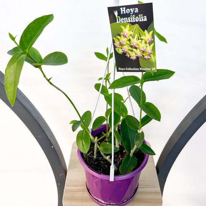 Hoya Densifolia | The Plant Boys