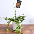 Hoya Endauensis | The Plant Boys