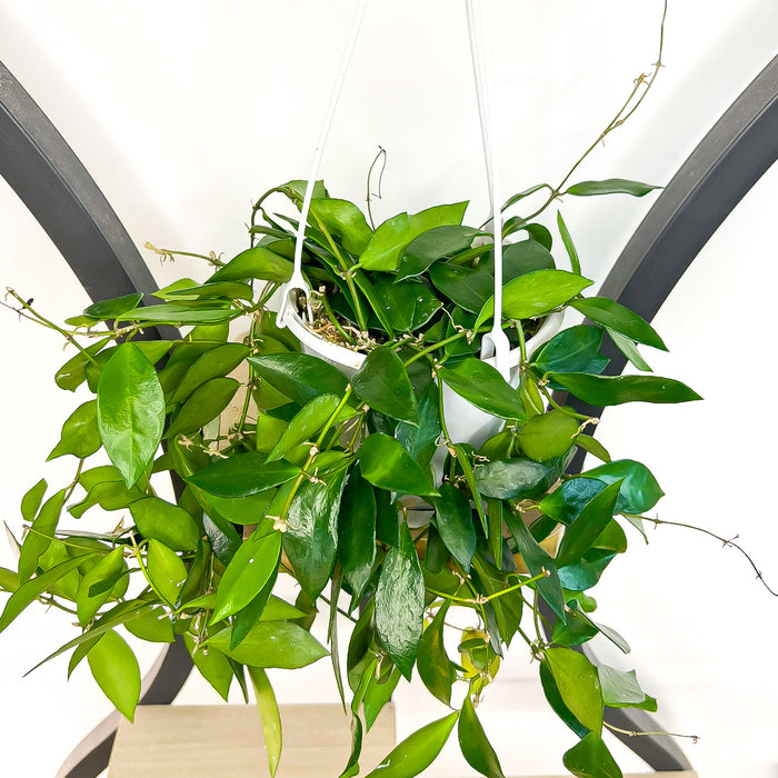Hoya Halophila