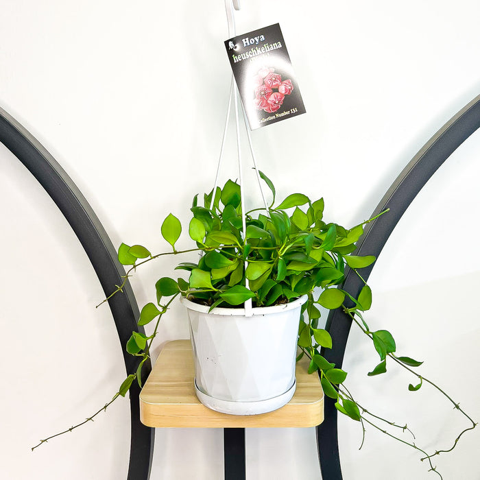 130mm Hanging Basket