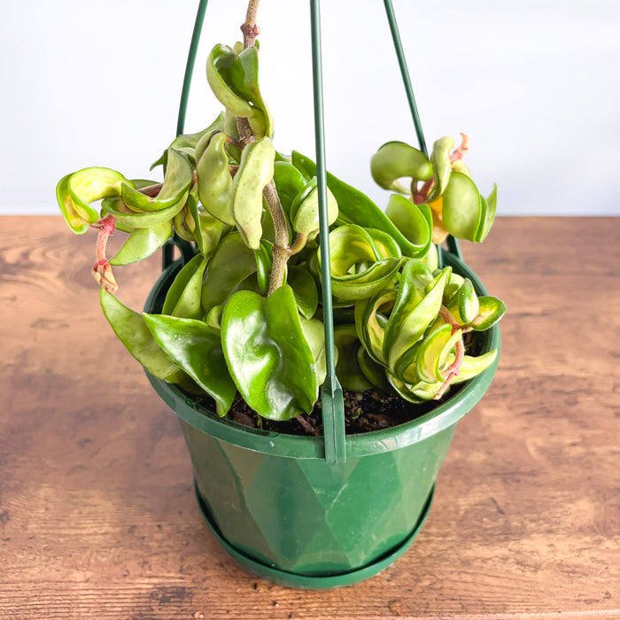 Hoya Indian Rope Inner Variegated | The Plant Boys