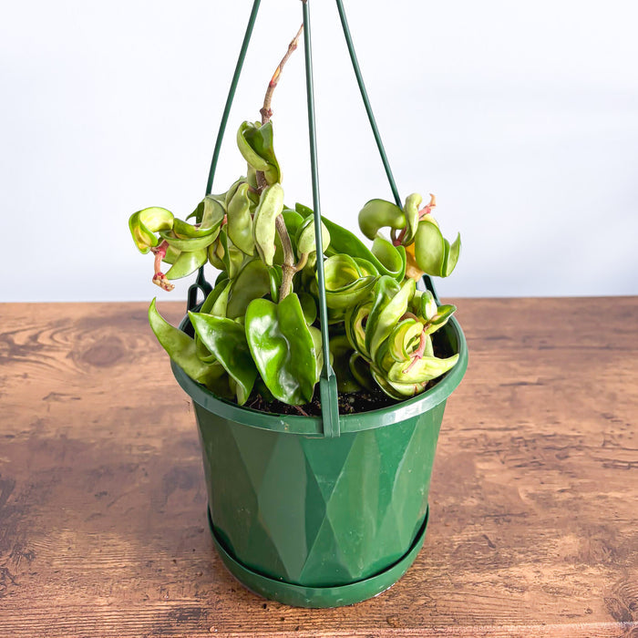 Hoya Indian Rope Inner Variegated | The Plant Boys