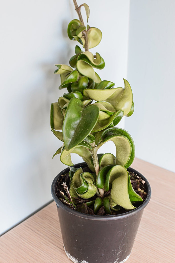 Hoya Indian Rope | The Plant Boys