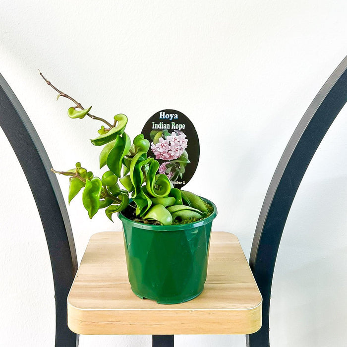 100mm Pot