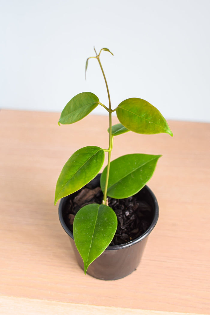 Hoya Iris Maree | The Plant Boys