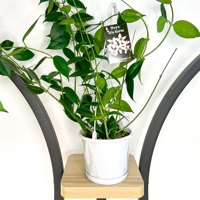 130mm Hanging Basket