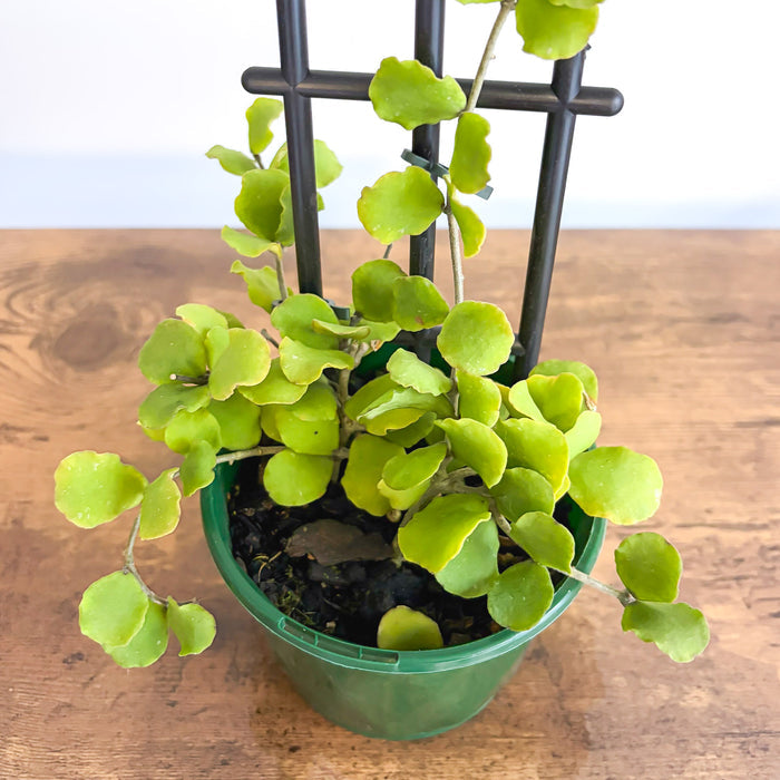 Hoya Kanyakumariana | The Plant Boys