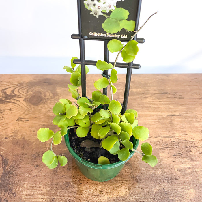 Hoya Kanyakumariana | The Plant Boys