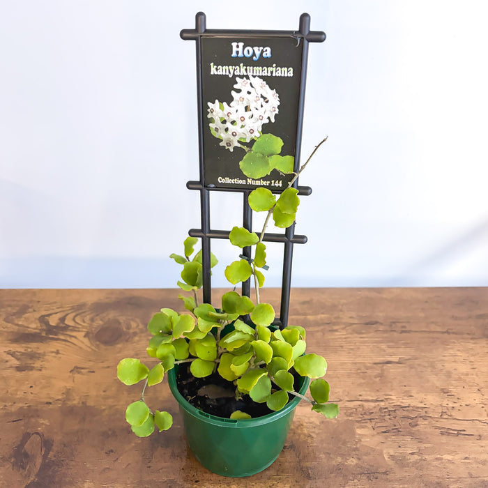 Hoya Kanyakumariana | The Plant Boys