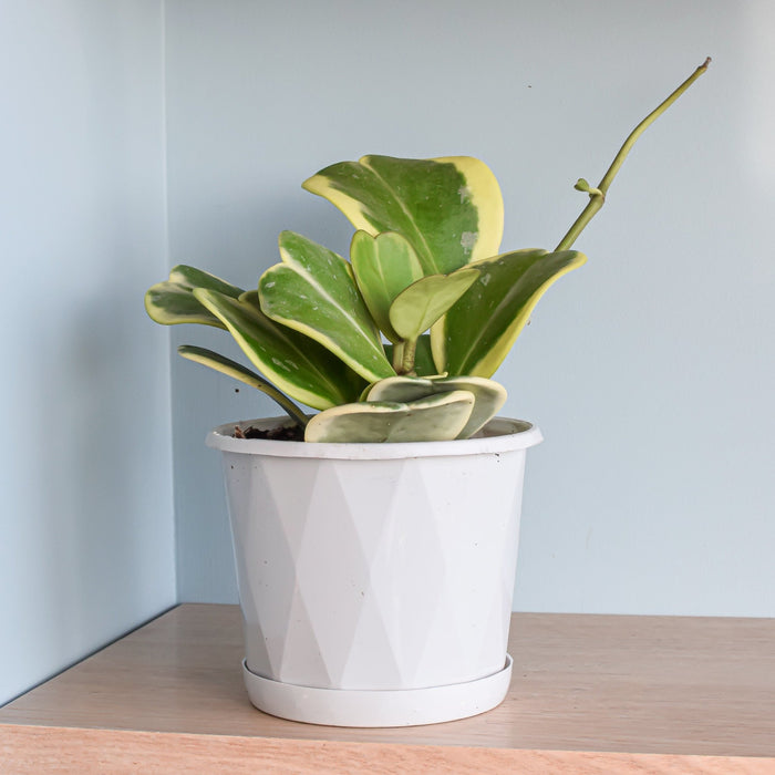 Hoya Kerrii Albomarginata | The Plant Boys
