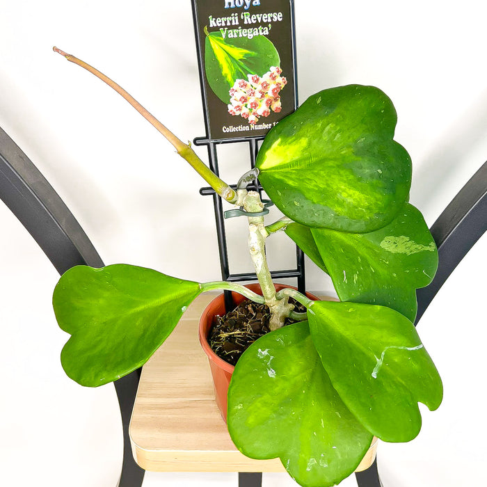 Hoya Kerrii Reverse Variegated