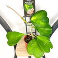 Hoya Kerrii Reverse Variegated