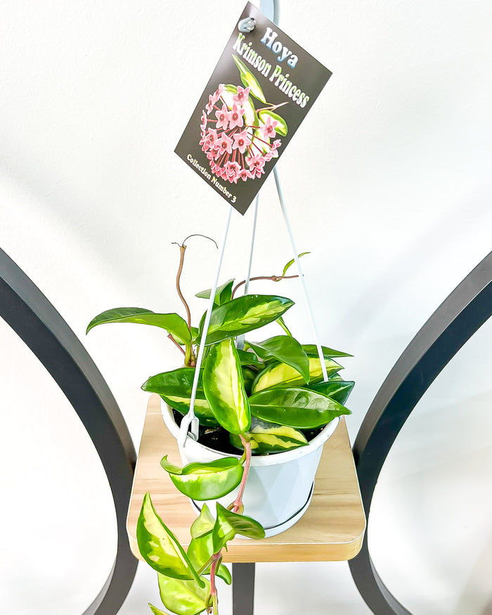 Hoya Krimson Princess | The Plant Boys
