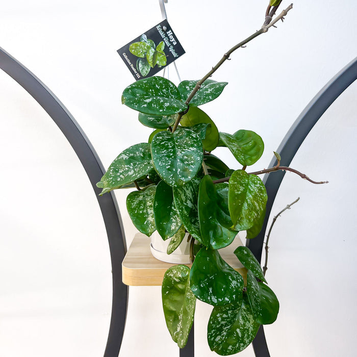 Hoya Krinkle Giant Splash | The Plant Boys