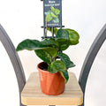 Hoya Krinkle Giant Splash | The Plant Boys