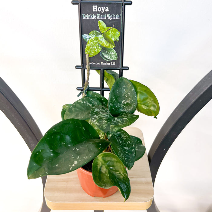 Hoya Krinkle Giant Splash | The Plant Boys