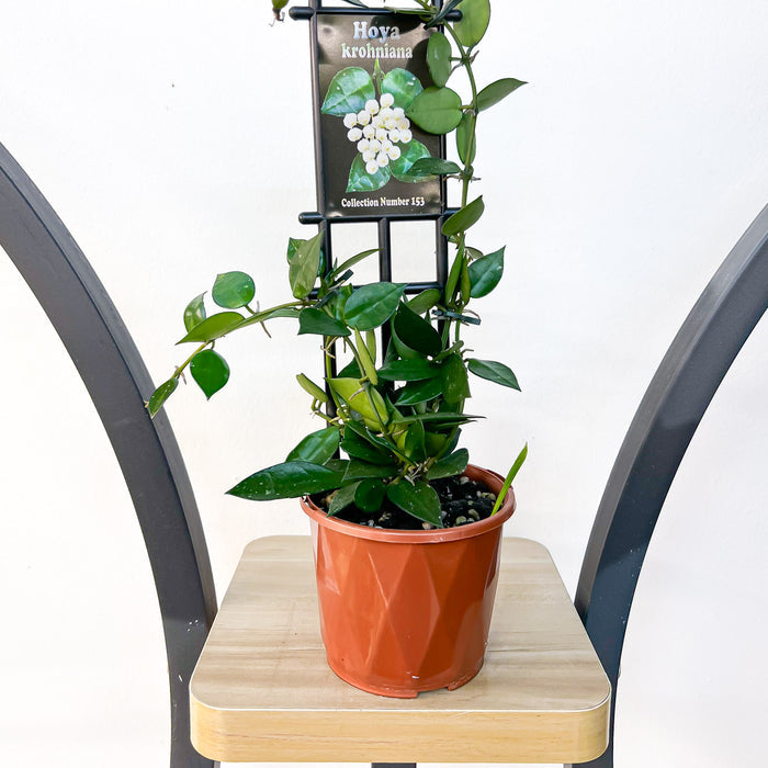 Hoya Krohniana | The Plant Boys