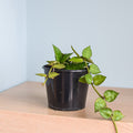 Hoya Krohniana | The Plant Boys