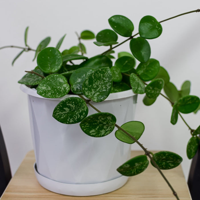 Hoya Mathilde Splash | The Plant Boys