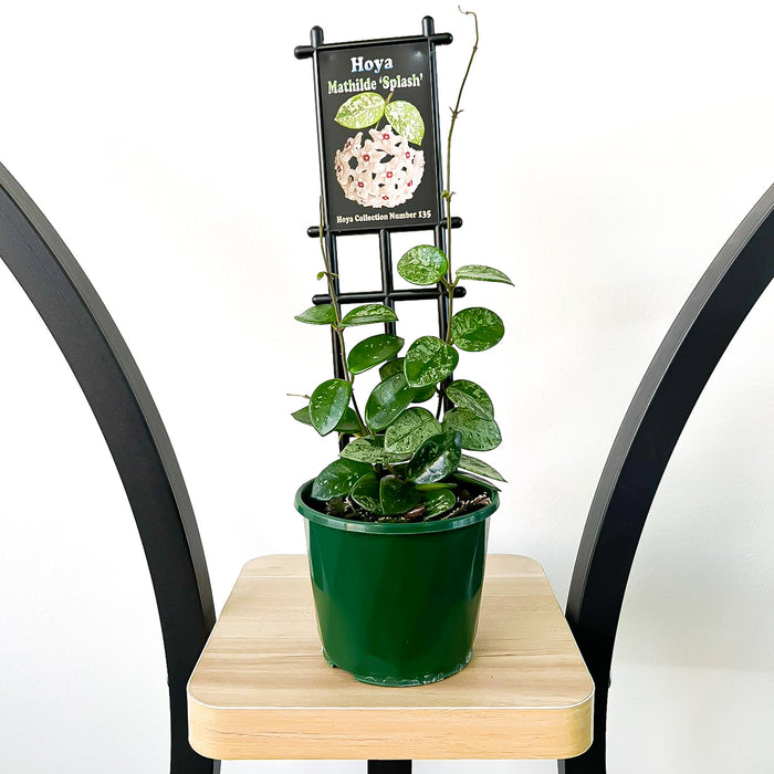 Hoya Mathilde Splash | The Plant Boys