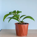 Hoya Mindorensis | The Plant Boys