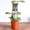Hoya Obovata Splash | The Plant Boys