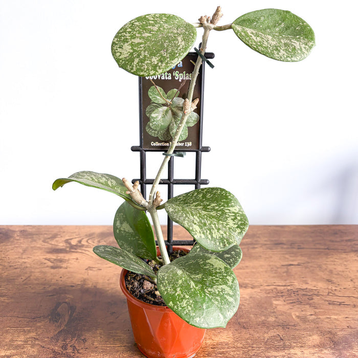 Hoya Obovata Splash | The Plant Boys