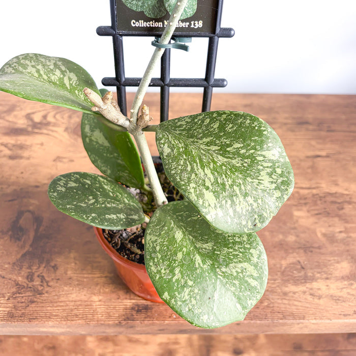 Hoya Obovata Splash | The Plant Boys