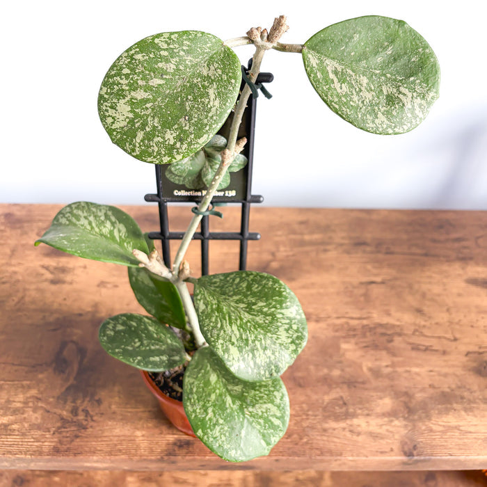 Hoya Obovata Splash | The Plant Boys