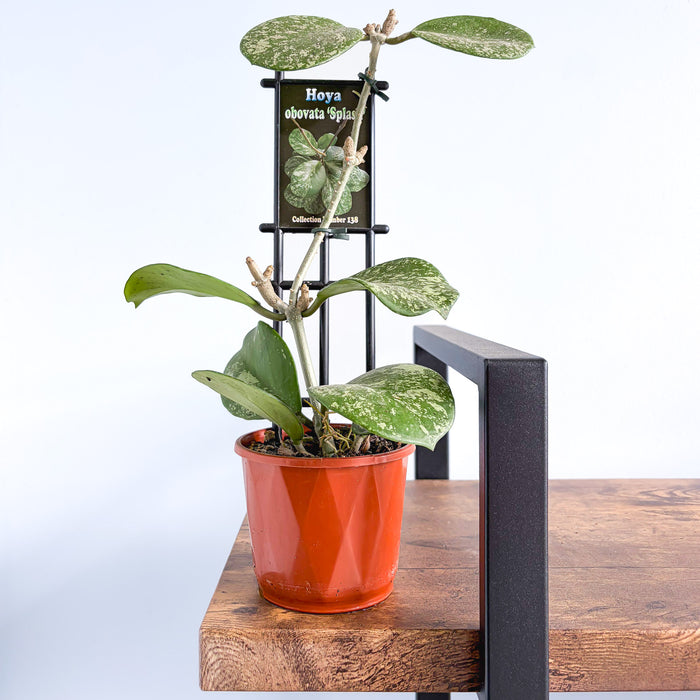 Hoya Obovata Splash | The Plant Boys