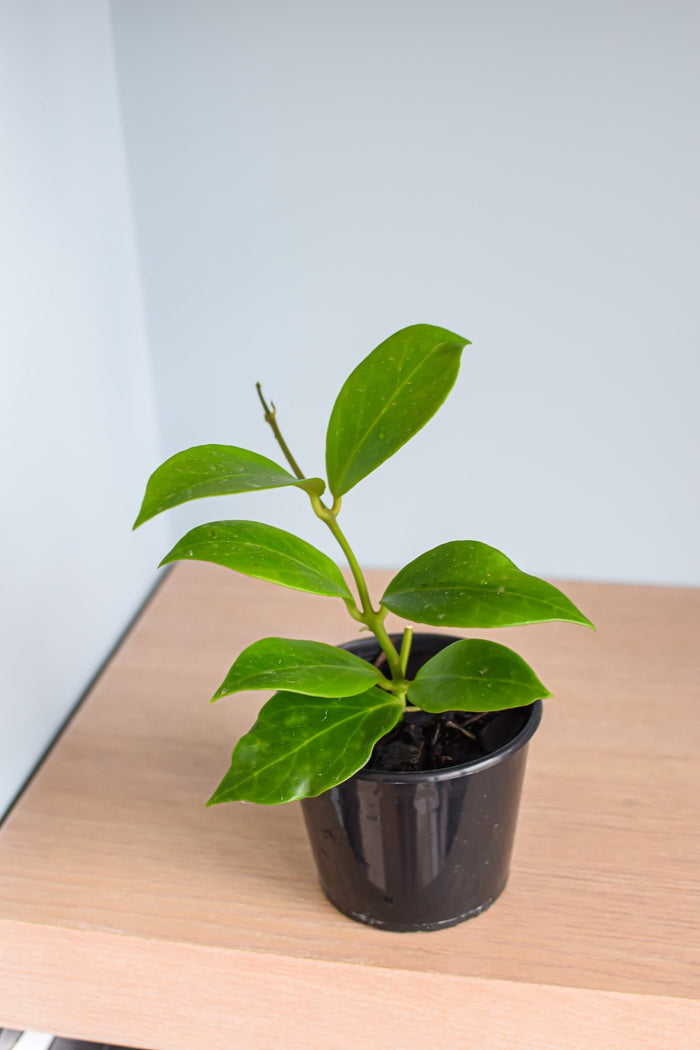 Hoya Obscura | The Plant Boys