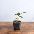 Hoya Polyneura Albomarginata | The Plant Boys