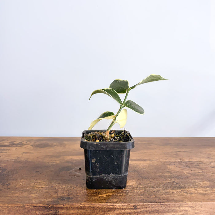 Hoya Polyneura Albomarginata | The Plant Boys