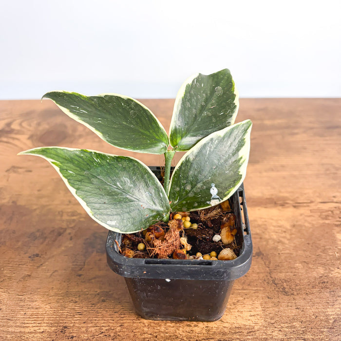 Hoya Polyneura Albomarginata | The Plant Boys