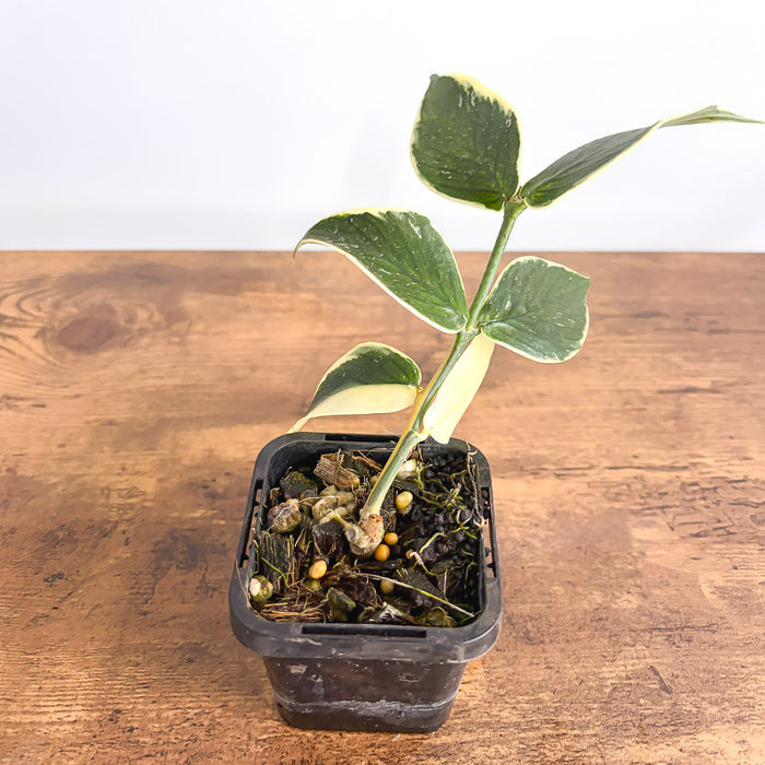 Hoya Polyneura Albomarginata | The Plant Boys