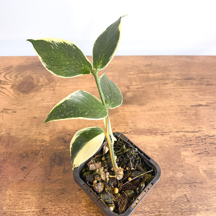 Hoya Polyneura Albomarginata | The Plant Boys
