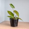 Hoya Potsii | The Plant Boys