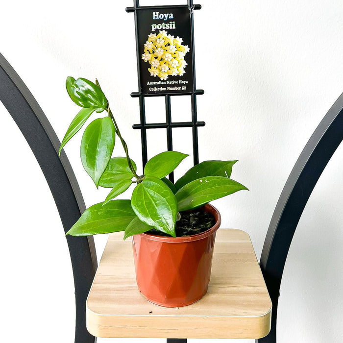 Hoya Potsii | The Plant Boys