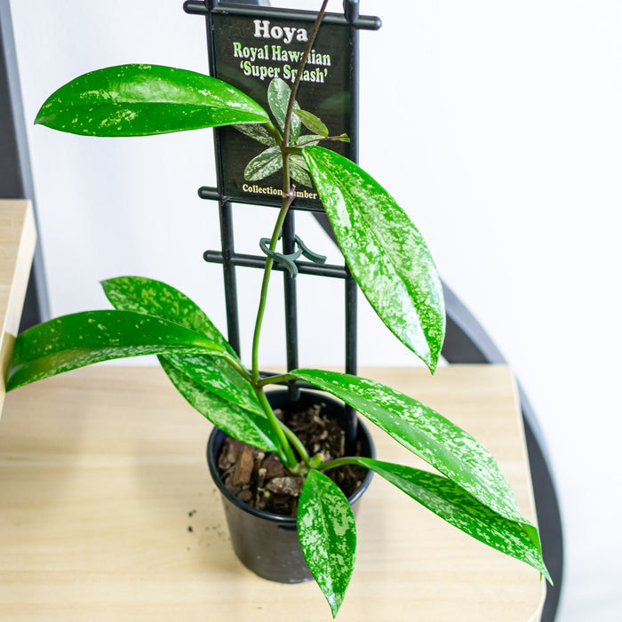 Hoya Royal Hawaiian Super Splash | The Plant Boys