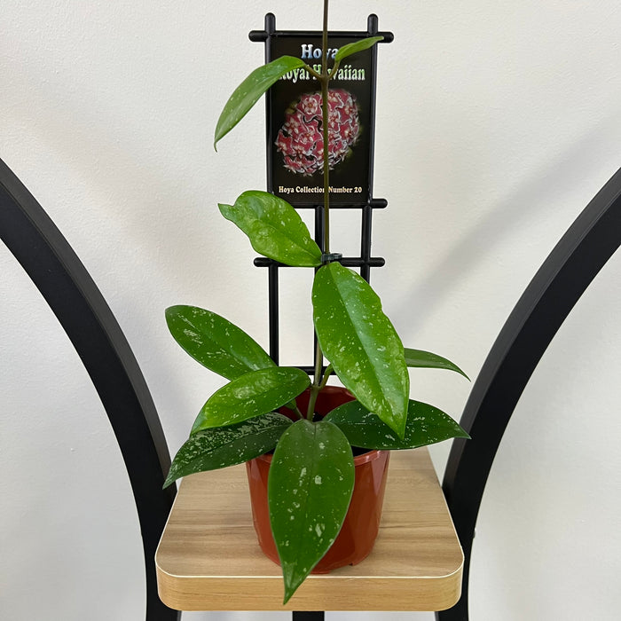 100mm Pot