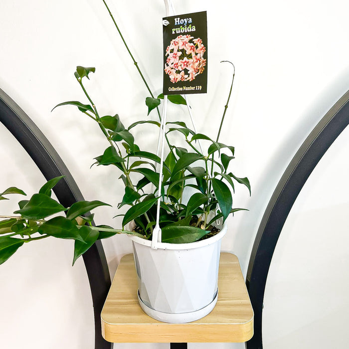 Hoya Rubida