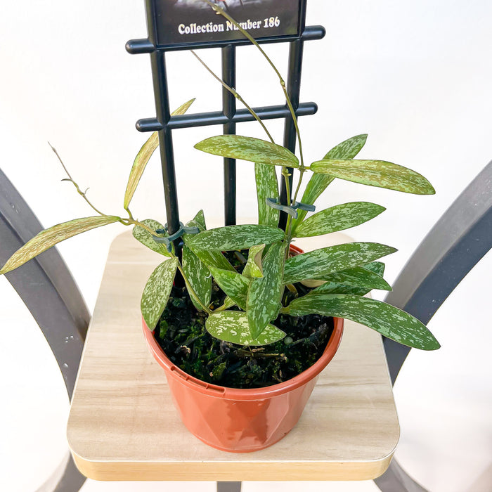 Hoya Sigillatis | The Plant Boys