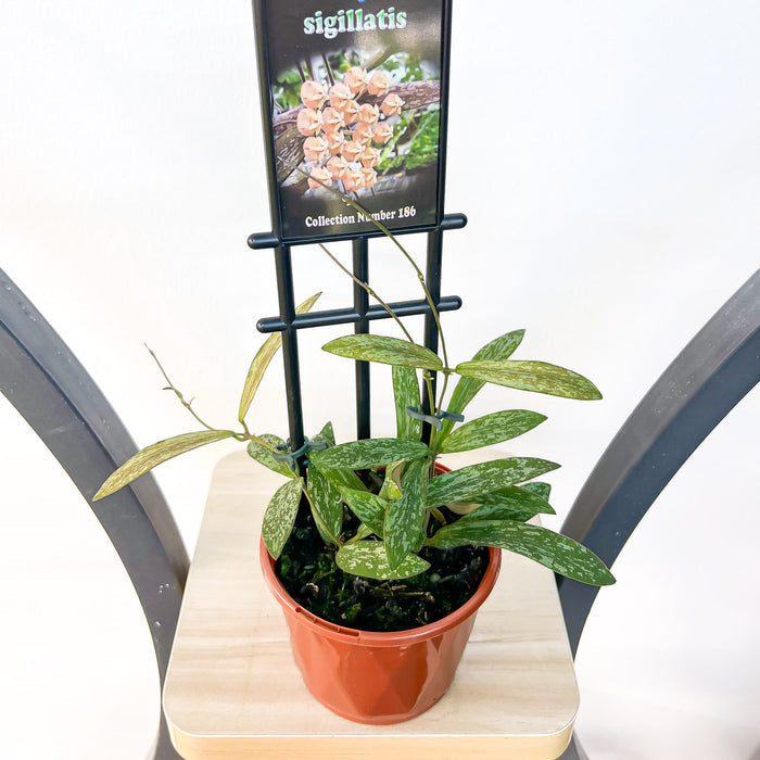 Hoya Sigillatis | The Plant Boys