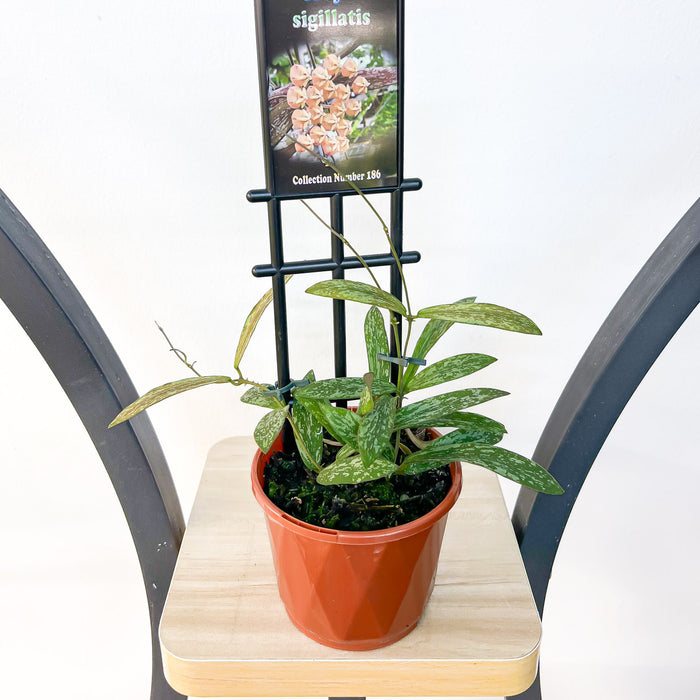 Hoya Sigillatis | The Plant Boys