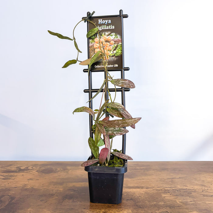 Hoya Sigillatis | The Plant Boys