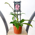 Hoya Silver Pink | The Plant Boys