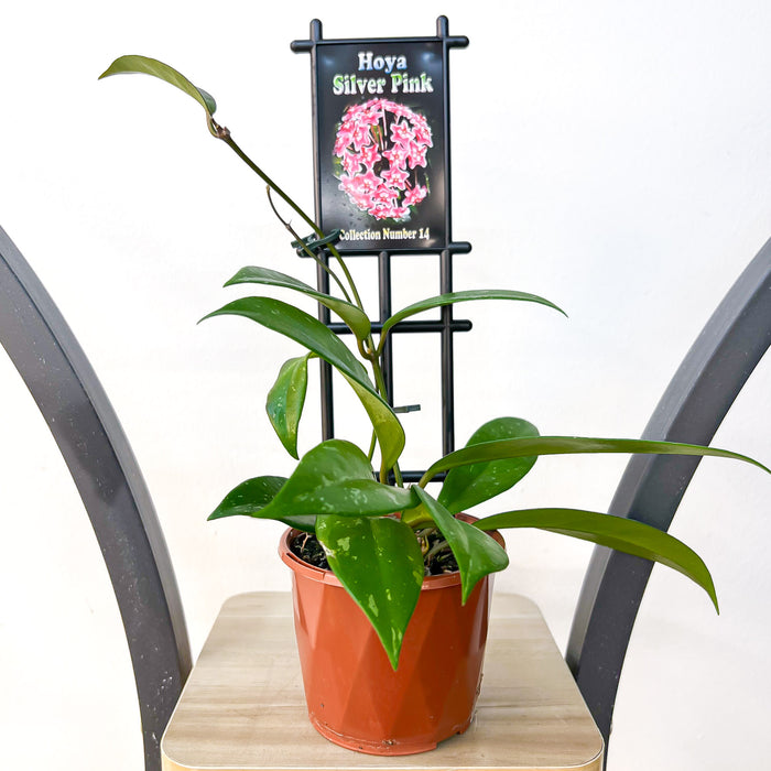 Hoya Silver Pink | The Plant Boys