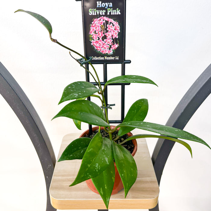 Hoya Silver Pink | The Plant Boys