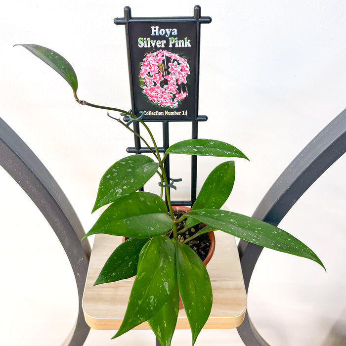 Hoya Silver Pink | The Plant Boys